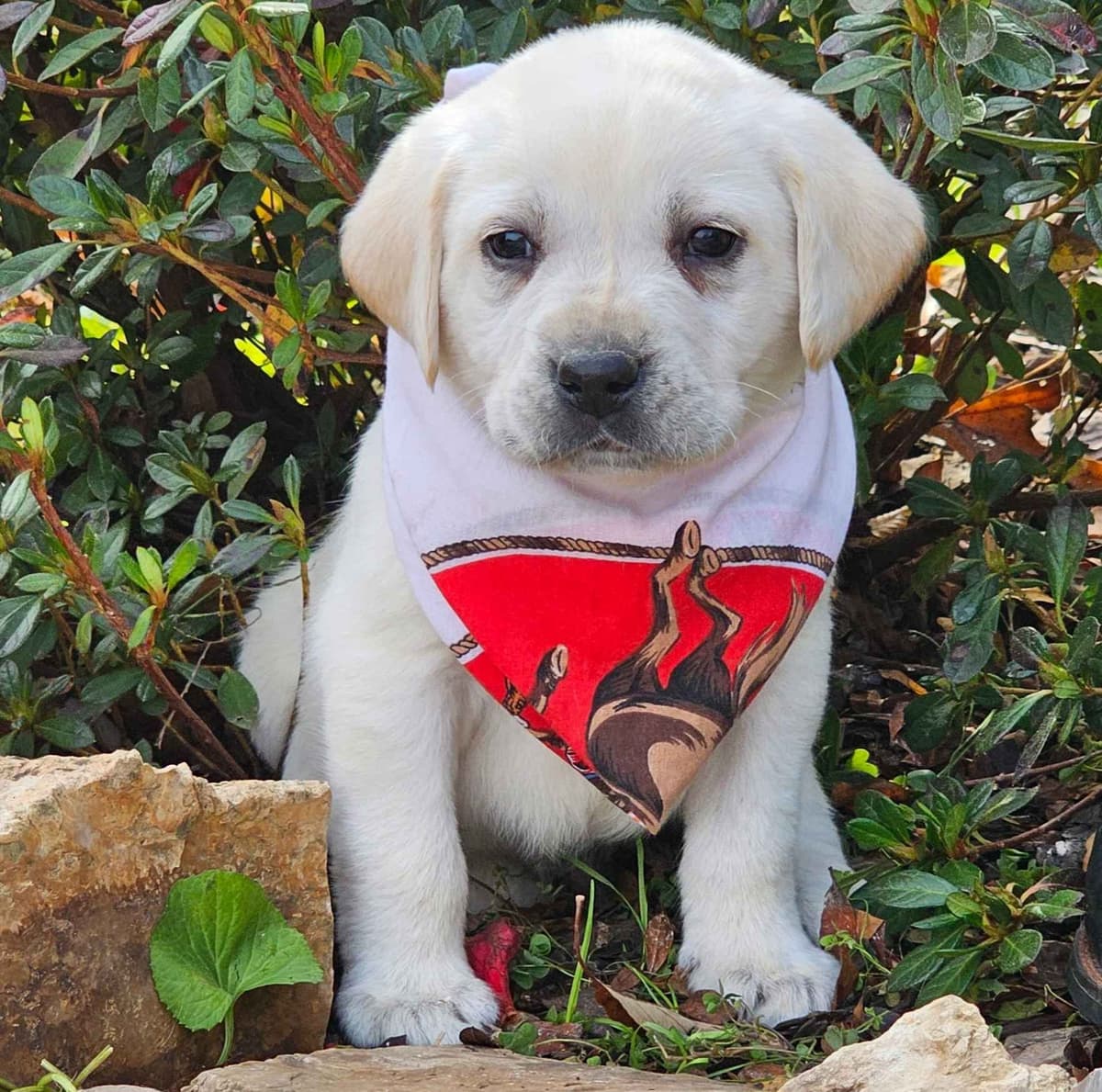Labrador Retriever Puppies breeder image 11