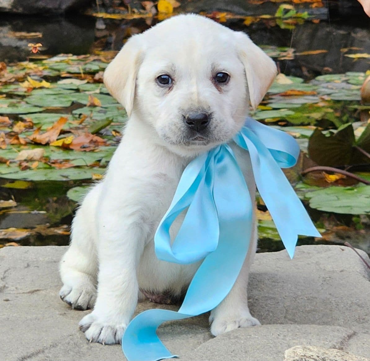 Labrador Retriever Puppies breeder image 12