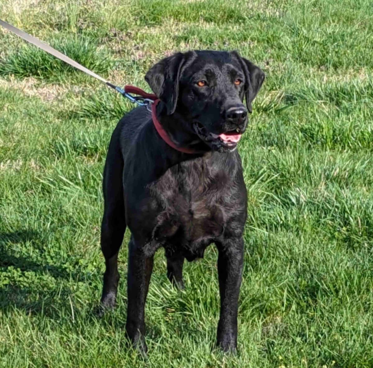 Labrador Retriever Puppies breeder image 13