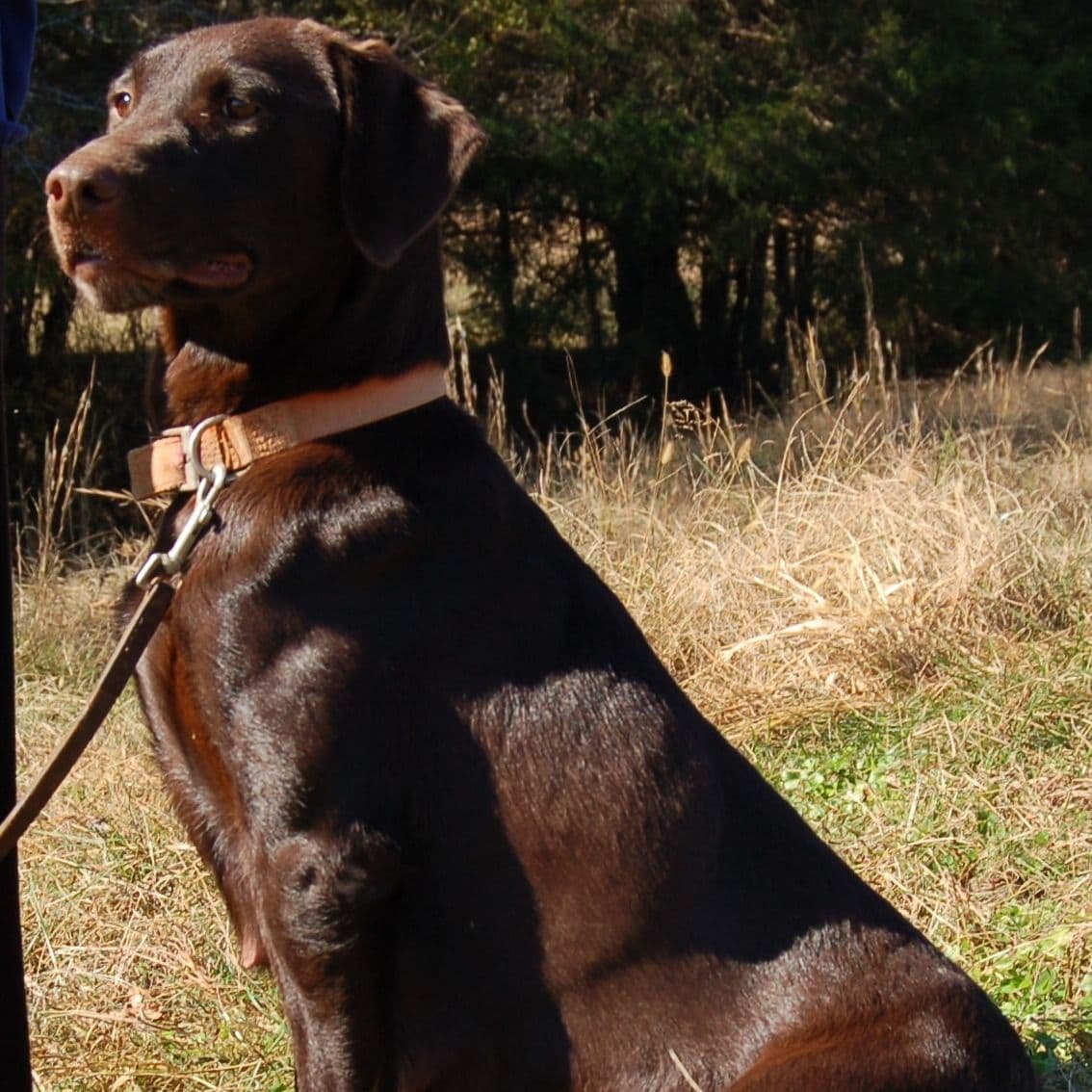 Labrador Retriever Puppies breeder image 14