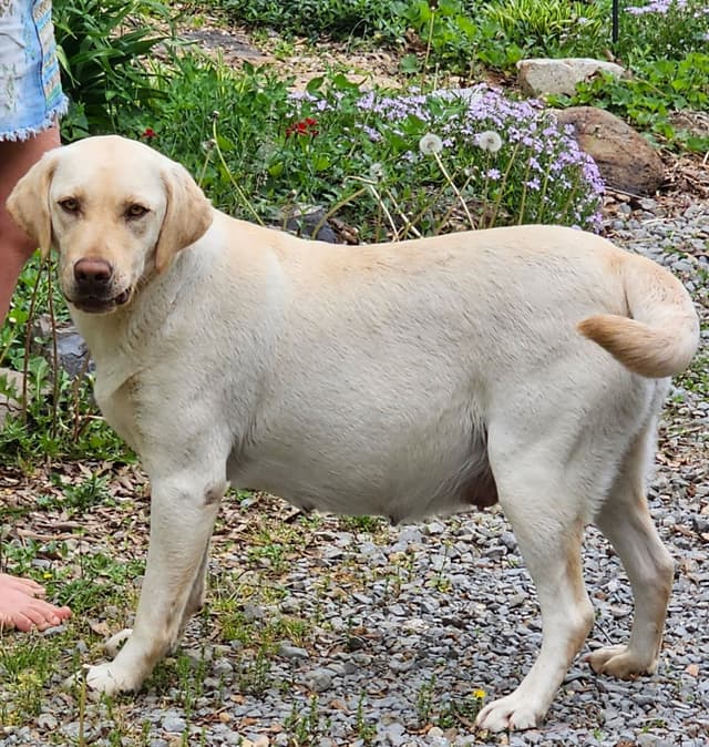 Labrador Retriever Puppies media 2