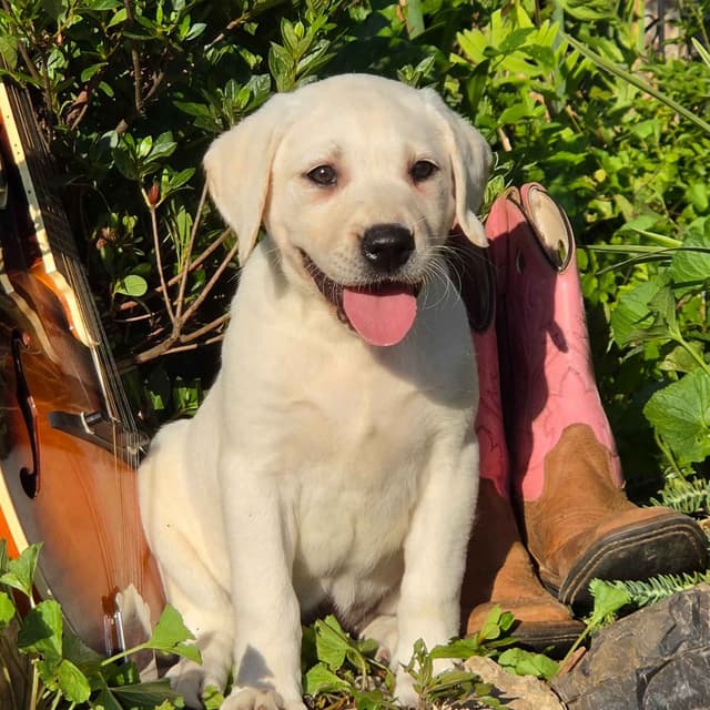 Labrador Retriever Puppies media 3