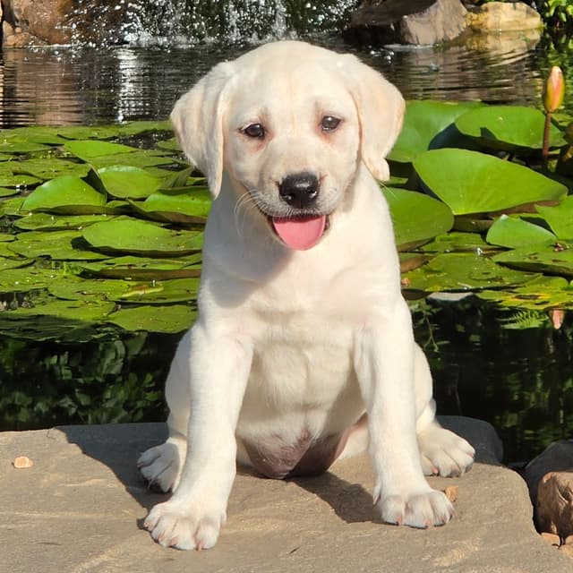 Labrador Retriever Puppies media 4