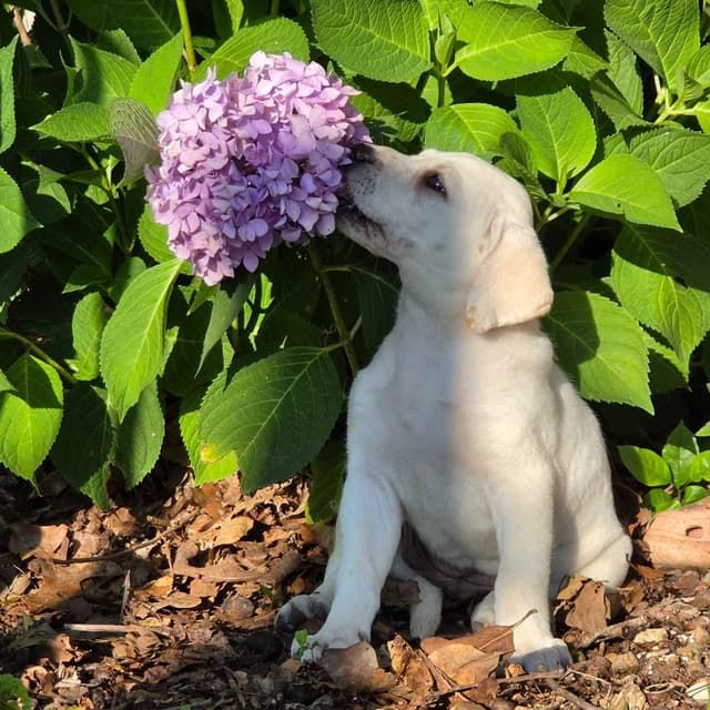 Labrador Retriever Puppies media 5