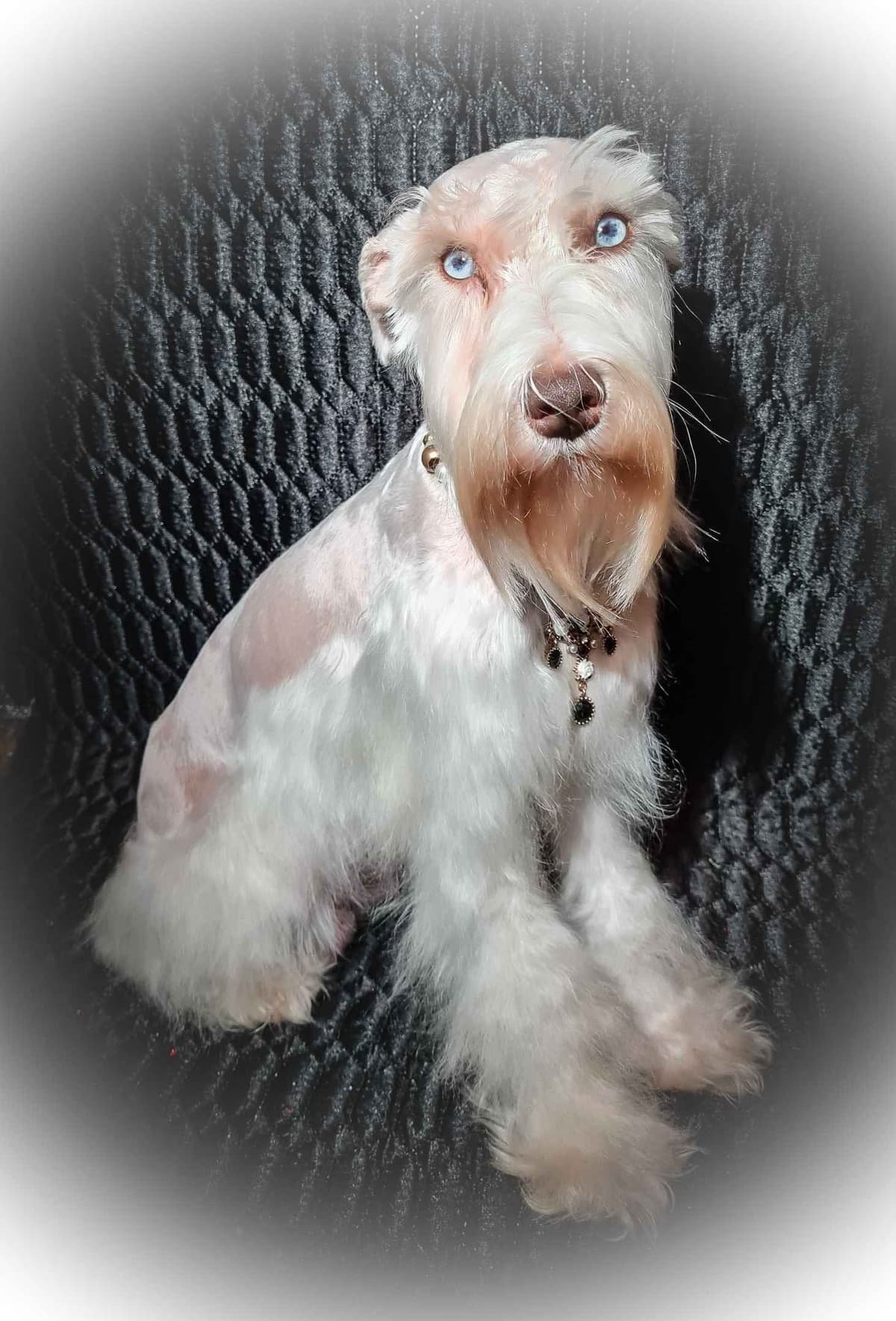 Miniature Schnauzer Puppies breeder image 1