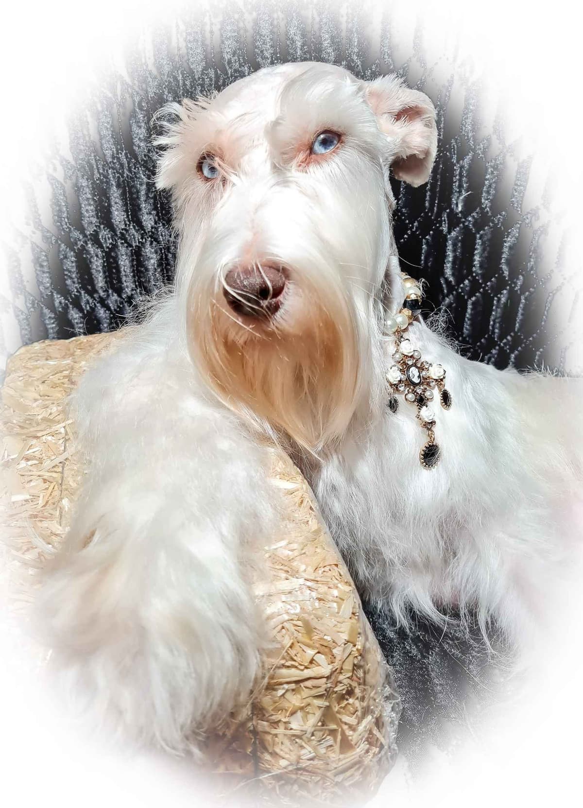 Miniature Schnauzer Puppies breeder image 3