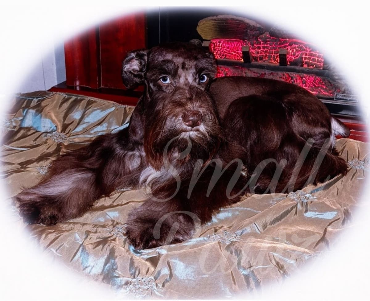 Miniature Schnauzer Puppies breeder image 7