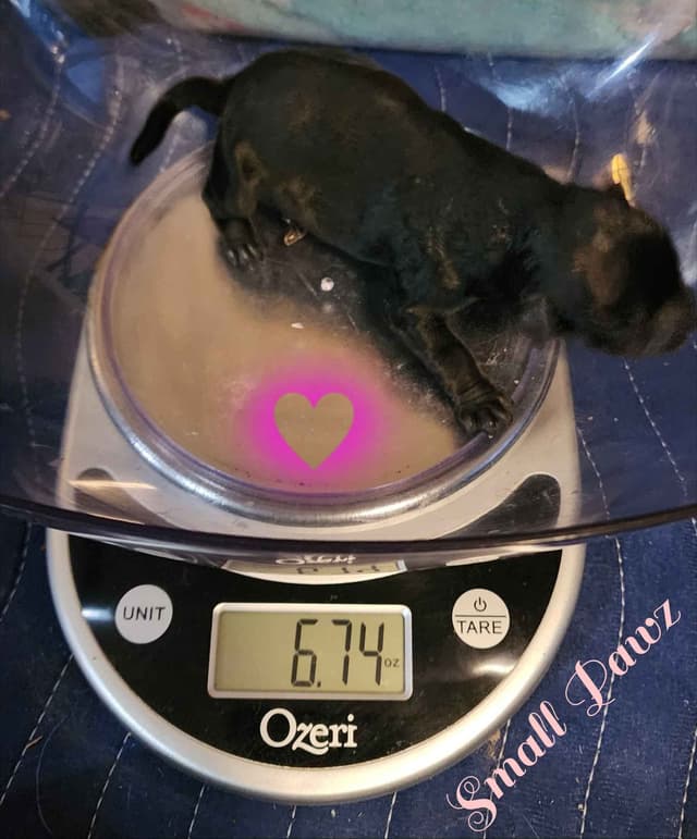 Miniature Schnauzer Puppies media 2