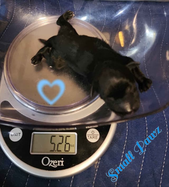 Miniature Schnauzer Puppies media 3