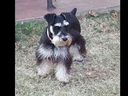 Miniature Schnauzer Puppies breeder image 10