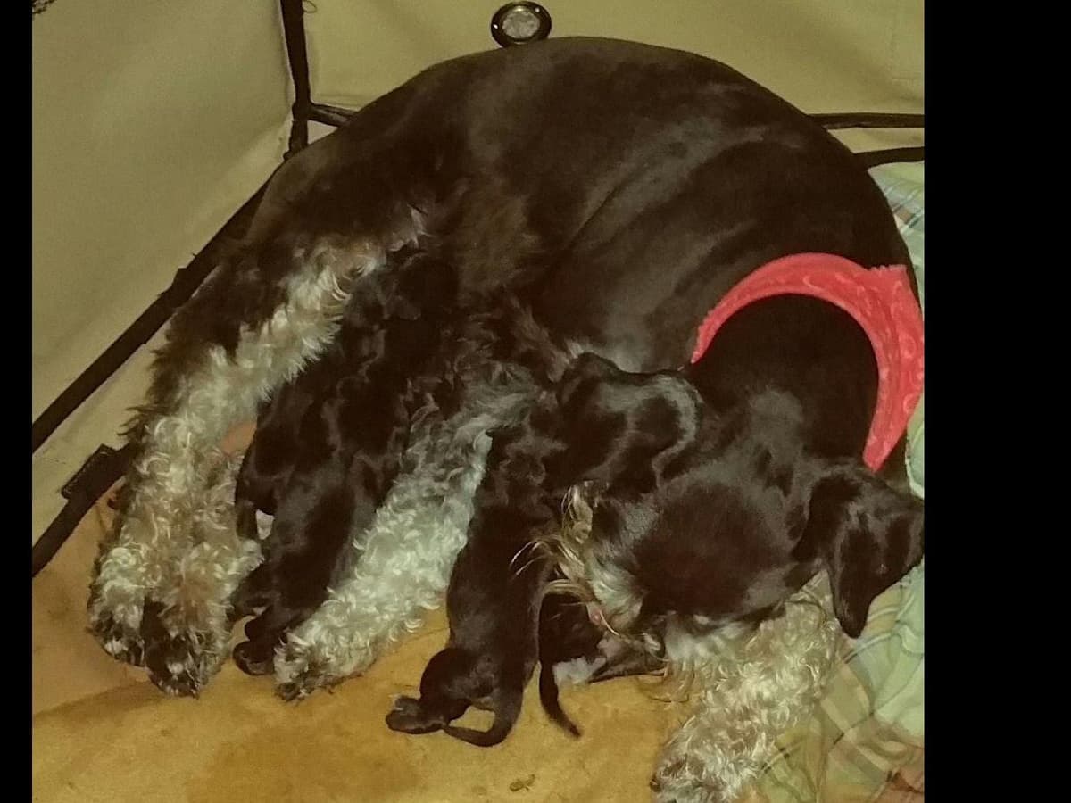 Miniature Schnauzer Puppies breeder image 9