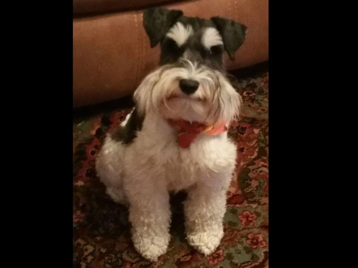 Miniature Schnauzer Puppies breeder image 8