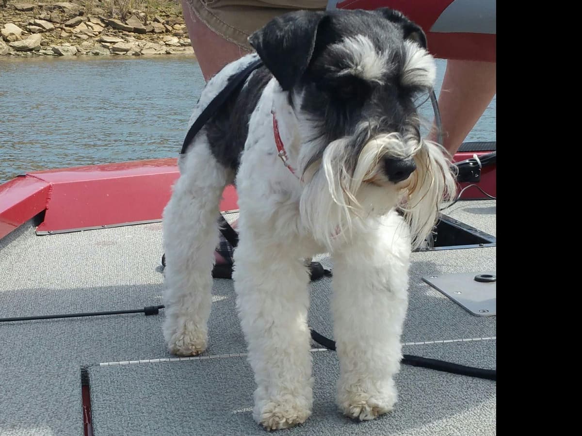 Miniature Schnauzer Puppies breeder image 7
