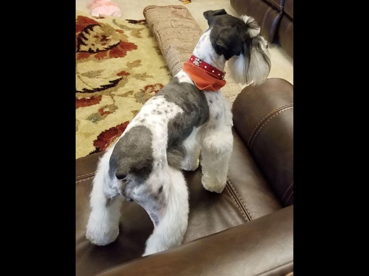 Miniature Schnauzer Puppies breeder image 6