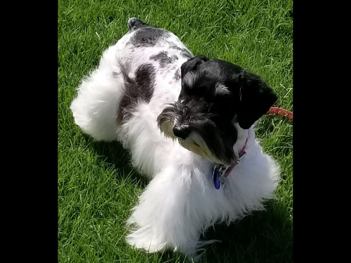 Miniature Schnauzer Puppies breeder image 4