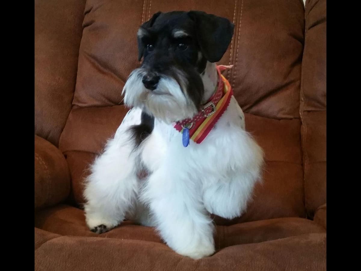 Miniature Schnauzer Puppies breeder image 3