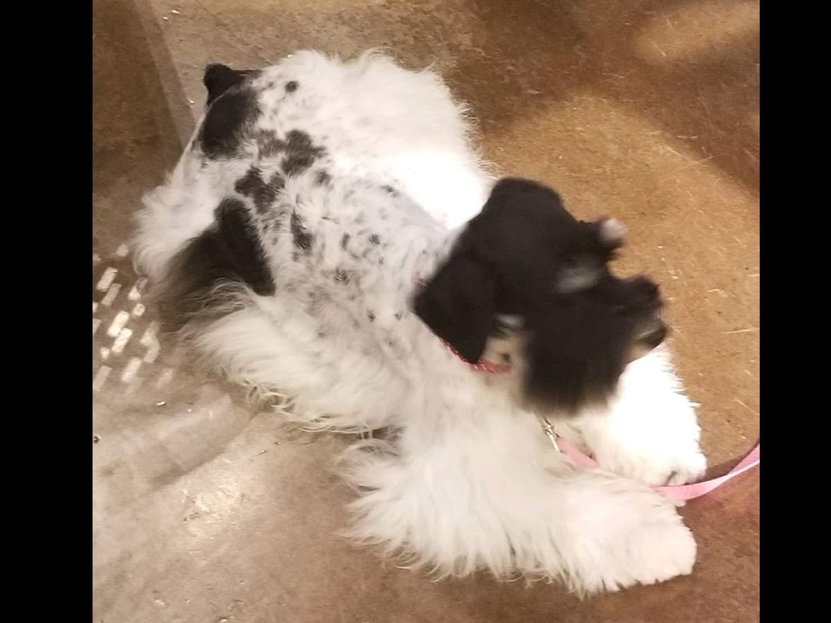 Miniature Schnauzer Puppies breeder image 2