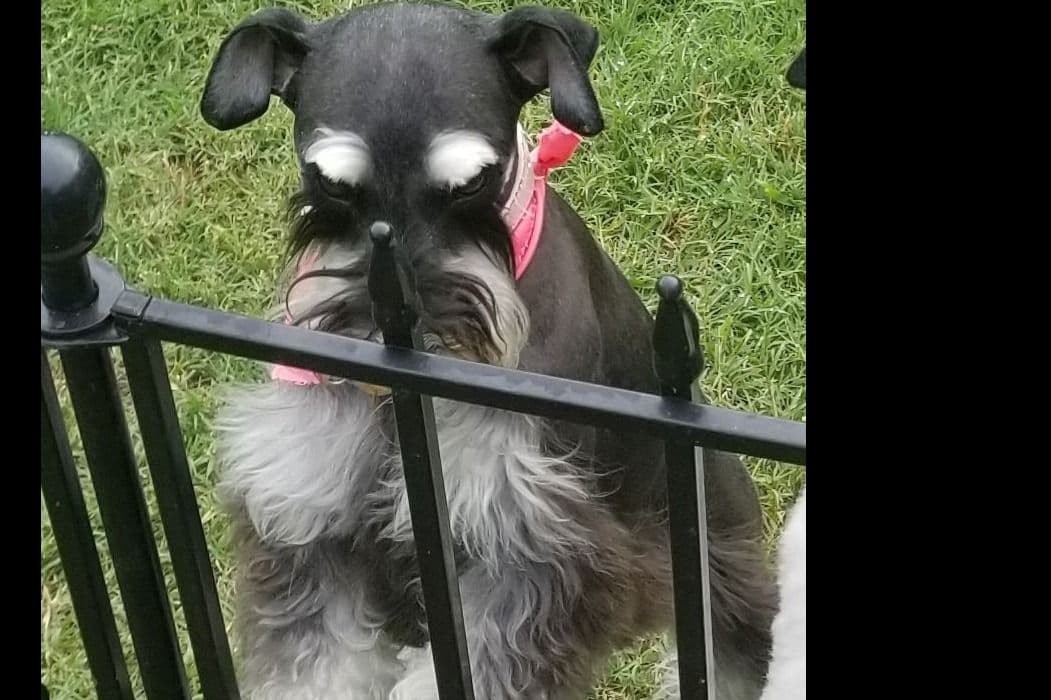 Miniature Schnauzer Puppies breeder image 1