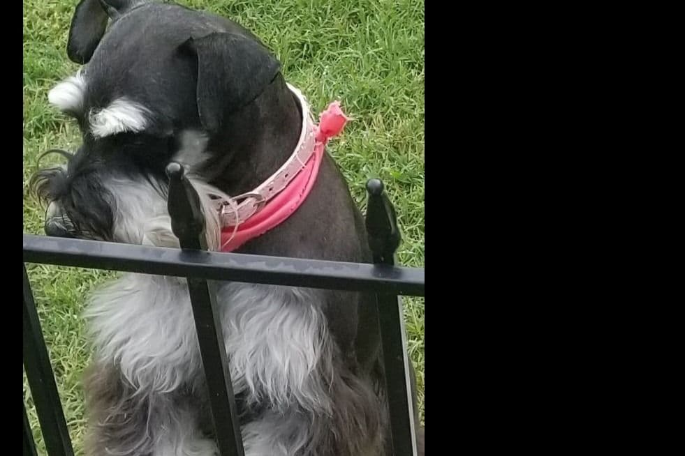 Miniature Schnauzer Puppies breeder image 14