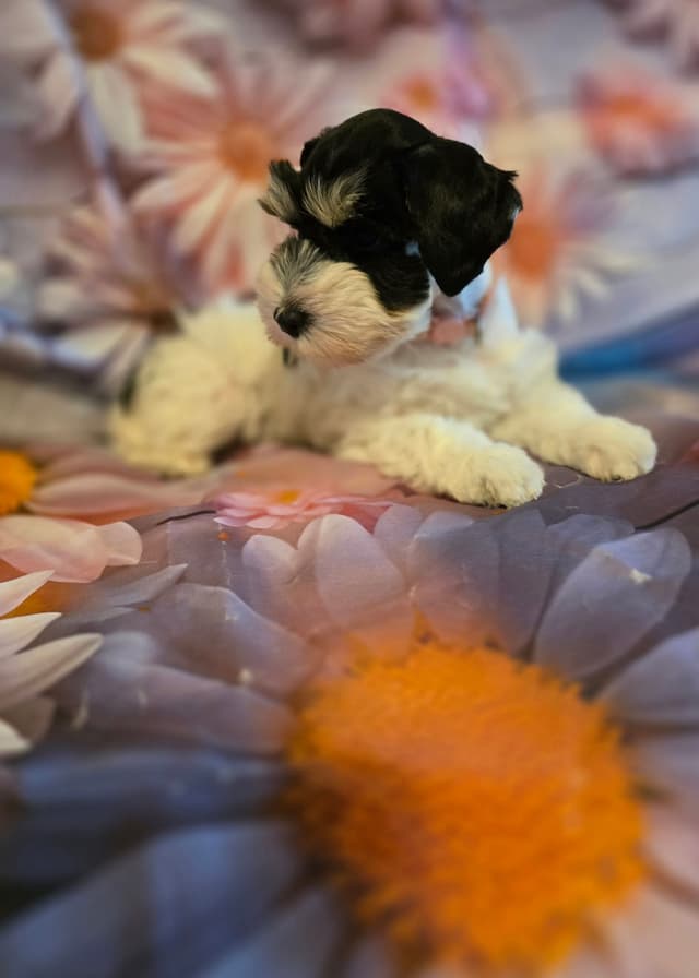 Miniature Schnauzer Puppies media 3