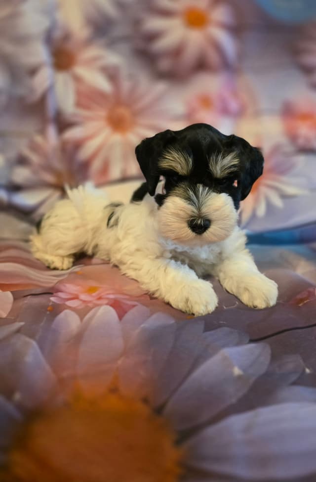 Miniature Schnauzer Puppies media 4