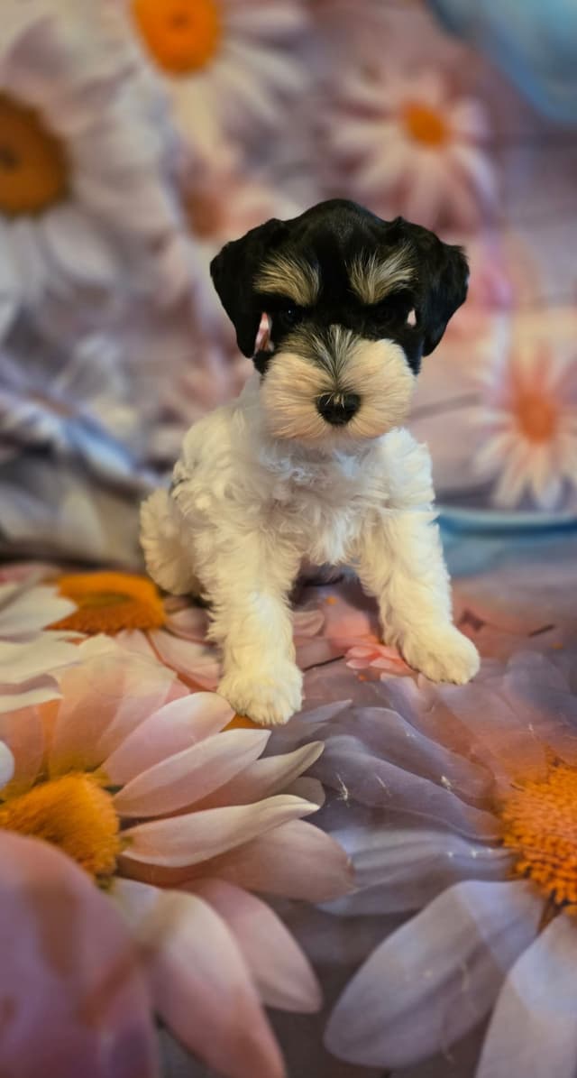 Miniature Schnauzer Puppies media 5