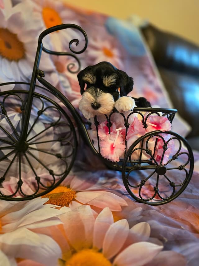 Miniature Schnauzer Puppies media 6