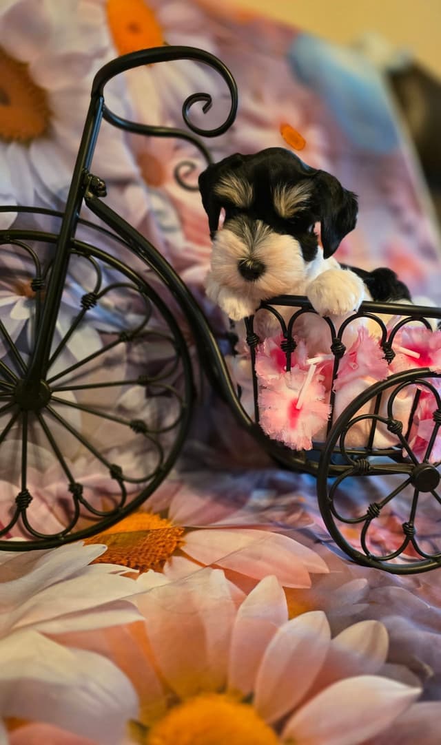 Miniature Schnauzer Puppies media 7