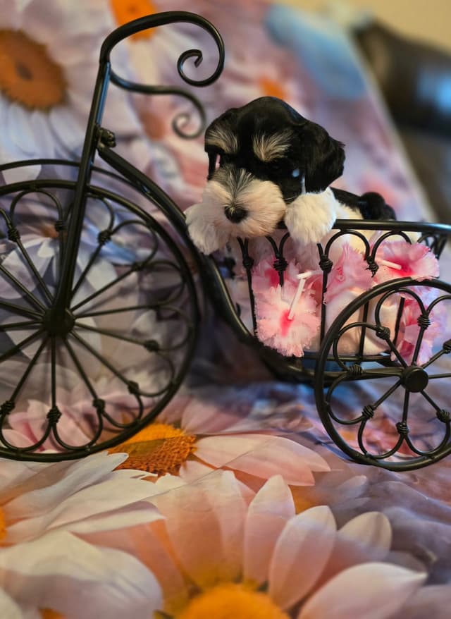Miniature Schnauzer Puppies media 8