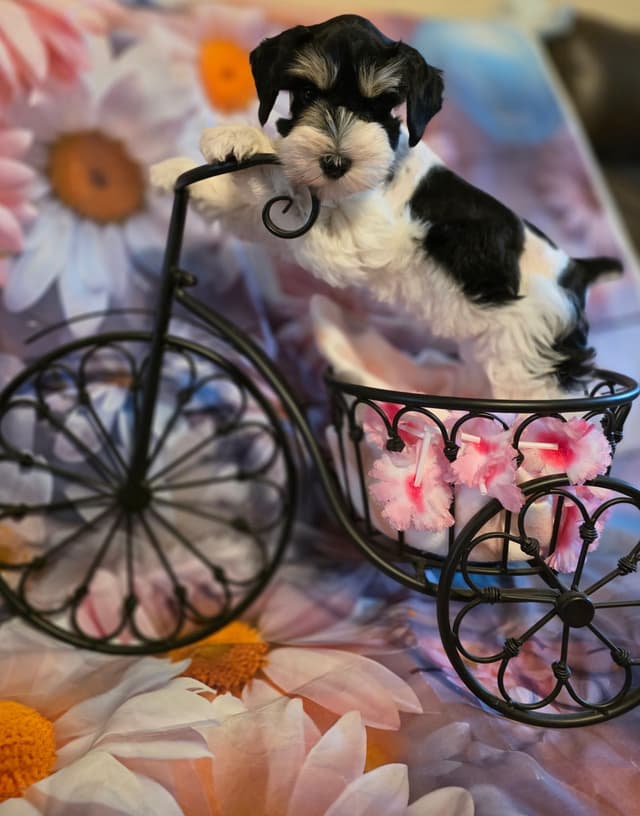 Miniature Schnauzer Puppies media 9