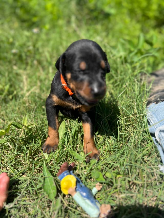 Doberman Pinscher Puppies media 2