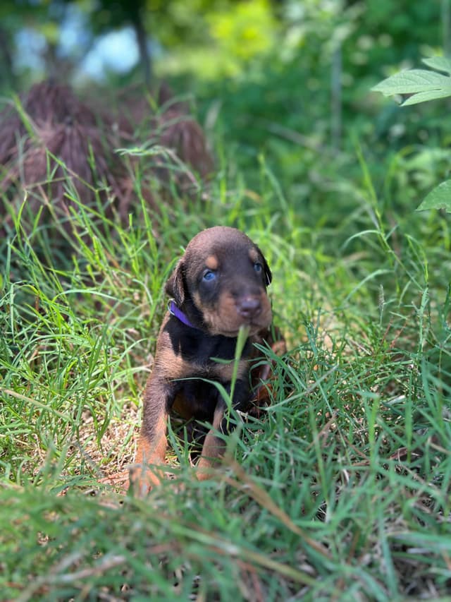 Doberman Pinscher Puppies media 3
