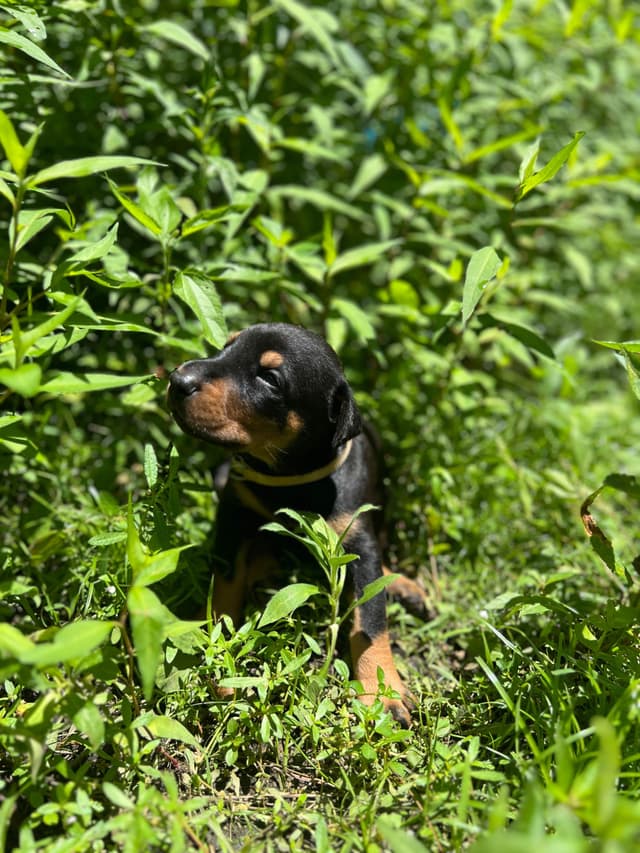 Doberman Pinscher Puppies media 4