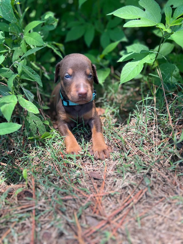 Doberman Pinscher Puppies media 5