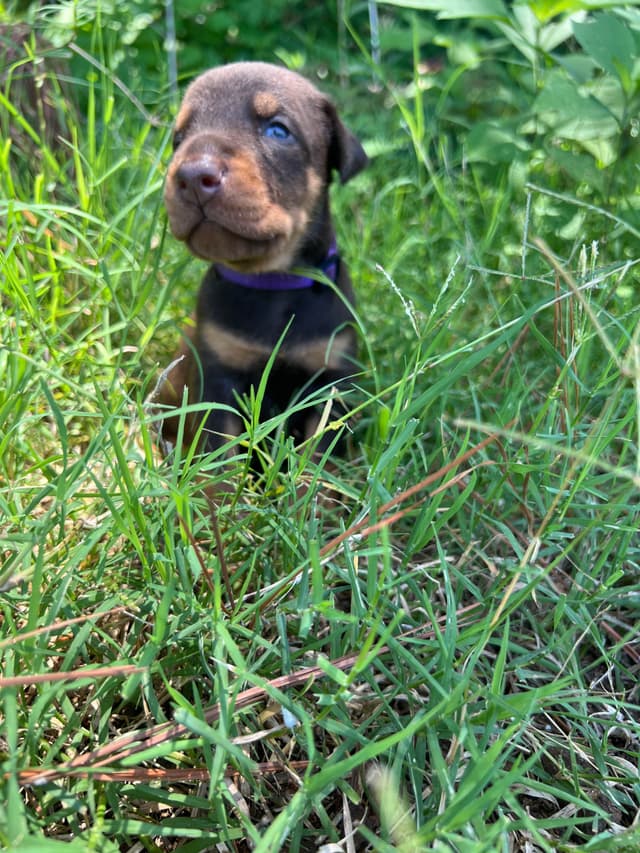 Doberman Pinscher Puppies media 6