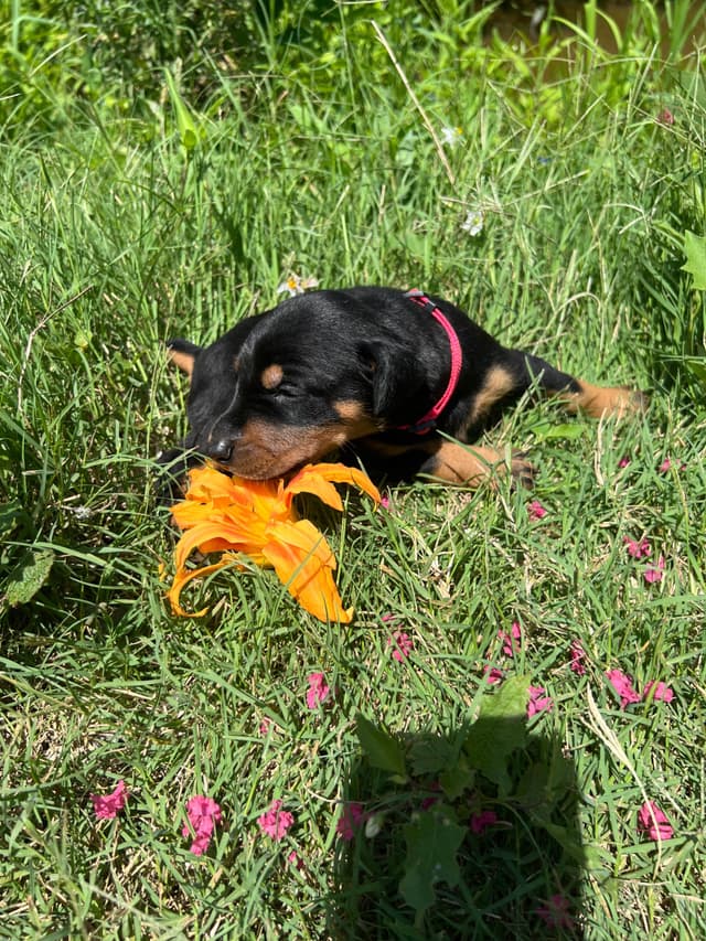 Doberman Pinscher Puppies media 7