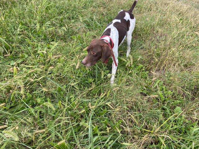 German Shorthaired Pointer Puppies media 2