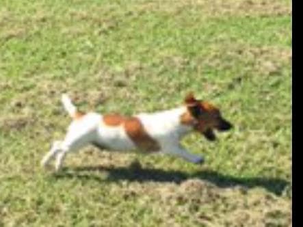Russell Terrier Puppies breeder image 10