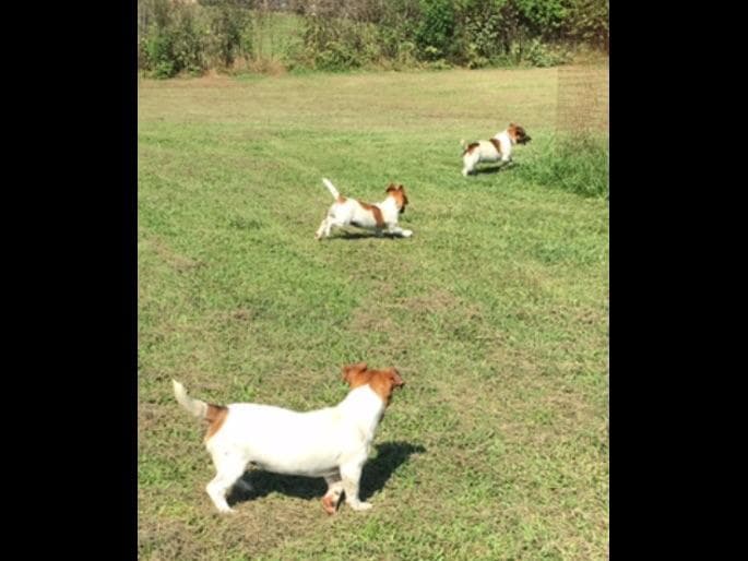 Russell Terrier Puppies breeder image 9