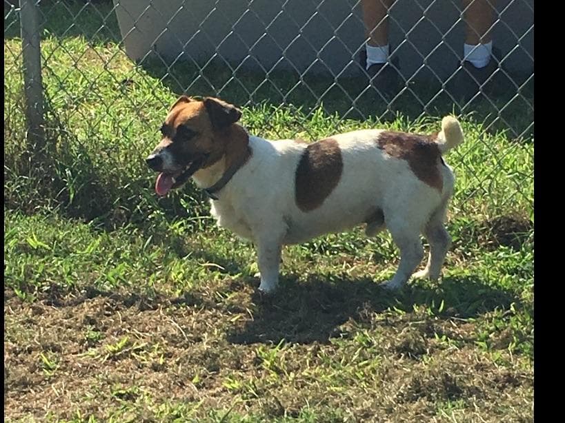 Russell Terrier Puppies breeder image 8