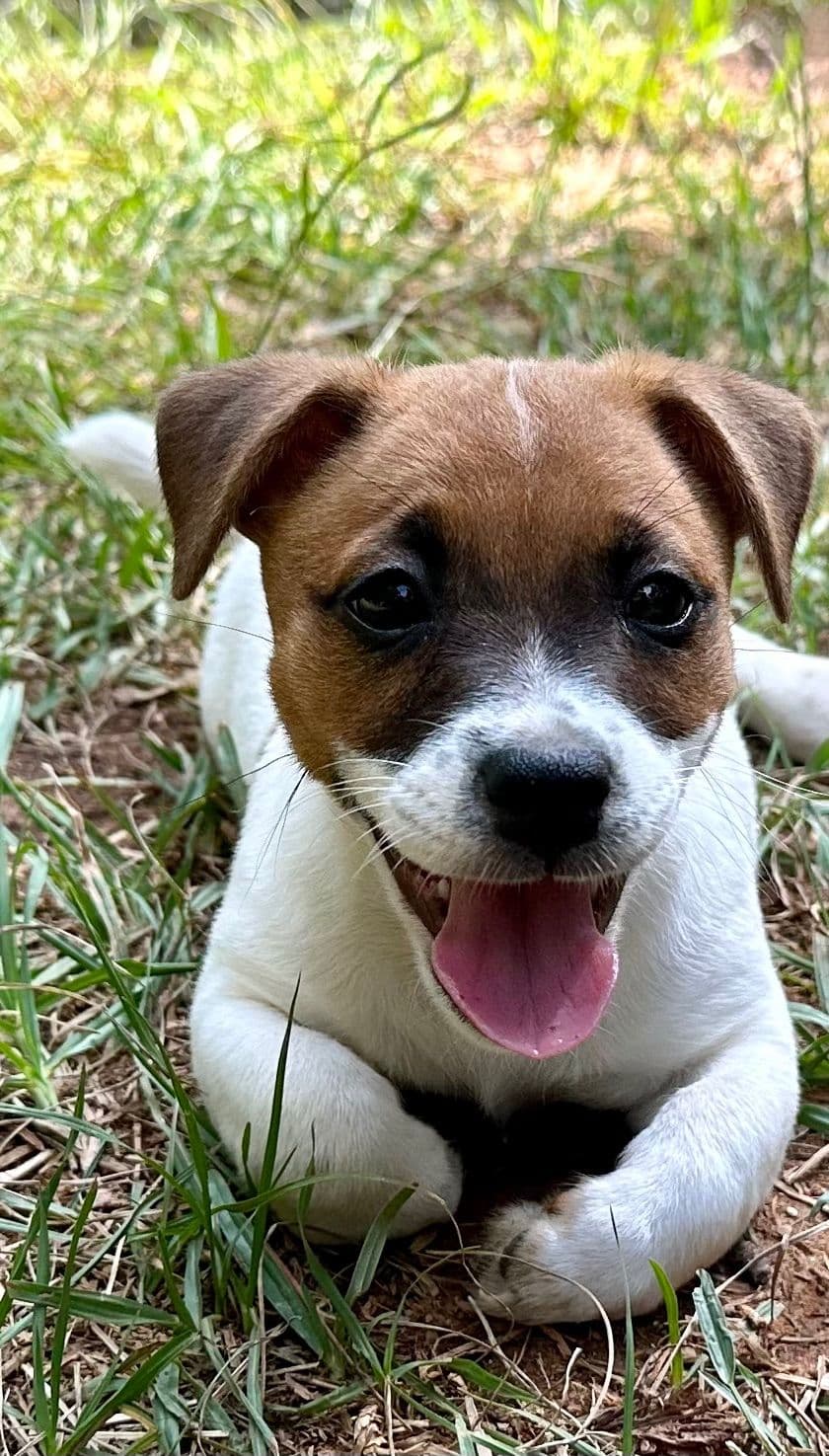 Russell Terrier Puppies breeder image 6