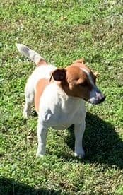 Russell Terrier Puppies breeder image 13