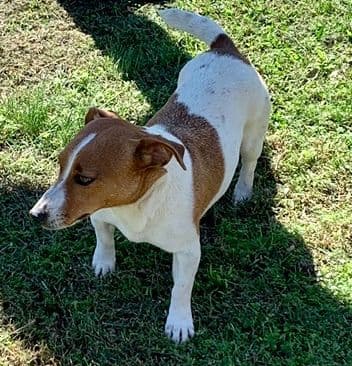 Russell Terrier Puppies breeder image 14