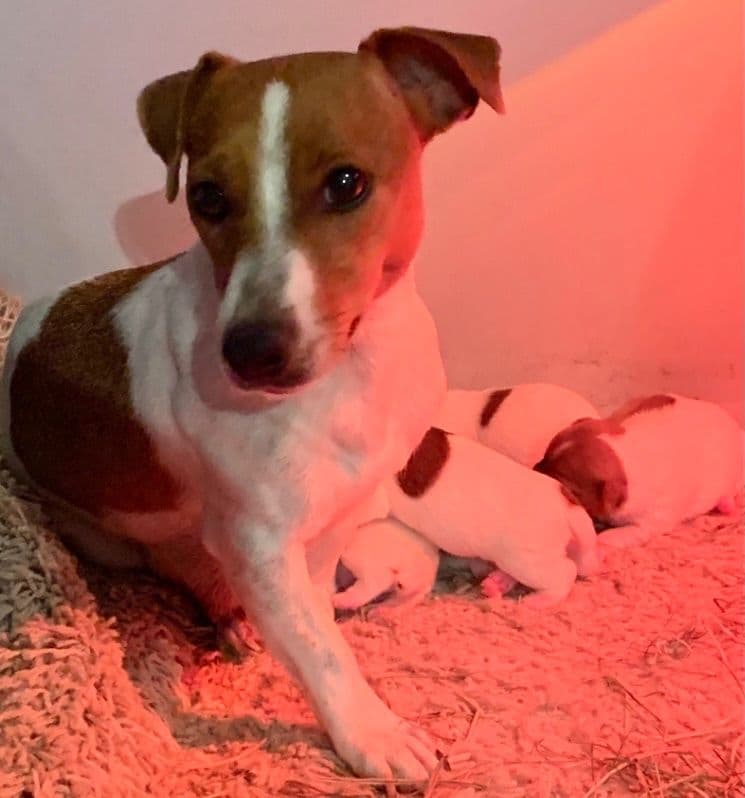 Russell Terrier Puppies breeder image 16