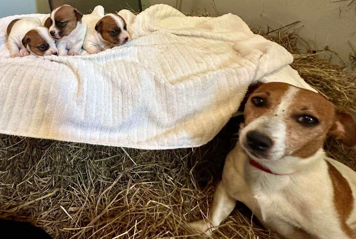Russell Terrier Puppies breeder image 19