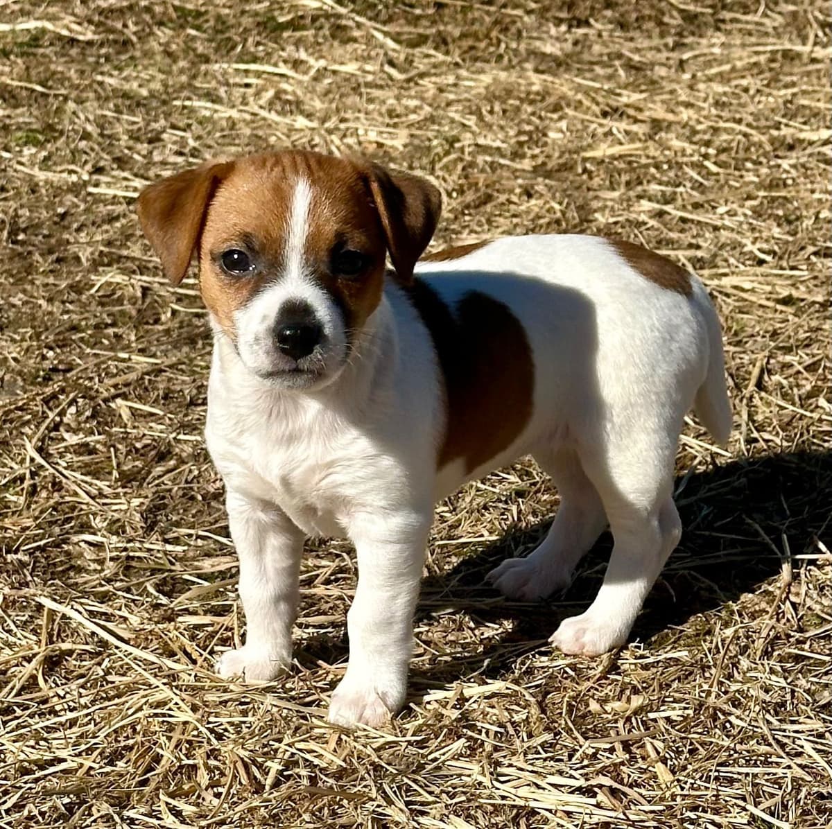 Russell Terrier Puppies breeder image 3