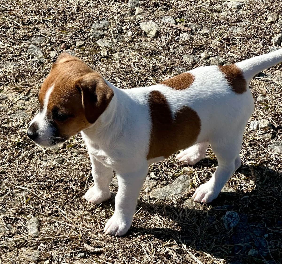 Russell Terrier Puppies breeder image 20