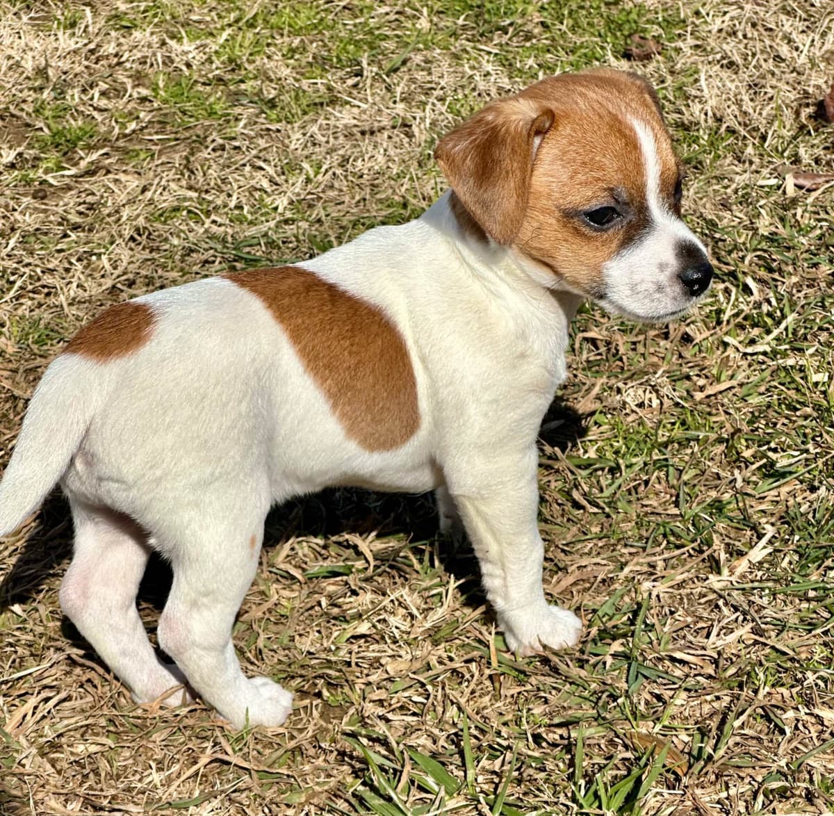 Russell Terrier Puppies breeder image 4