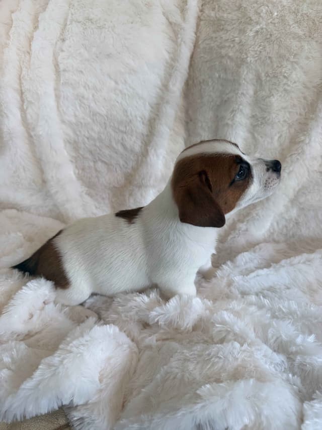 Russell Terrier Puppies media 2