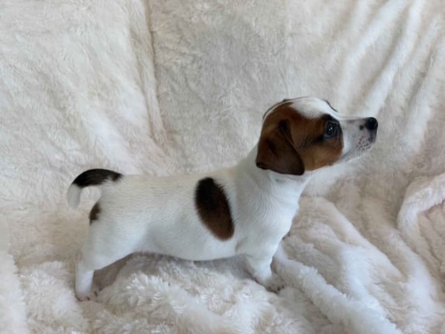 Russell Terrier Puppies media 4